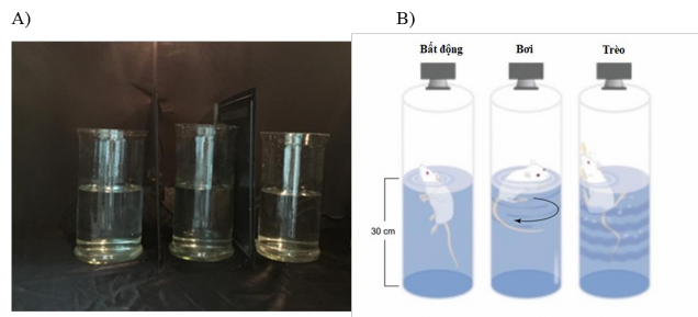 Hình 2 9 Thử nghiệm bơi cưỡng bức A Bố trí dụng cụ thí nghiệm B Các trạng 7