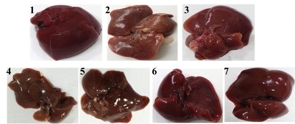 Hình 3 12 Hình ảnh đại thể gan chuột ở các lô nghiên cứu 1 Lô SL chuột 5 2 Lô 1