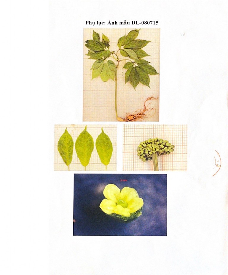 Phụ lục 2 Hình ảnh tiêu bản của mẫu Tam thất 3