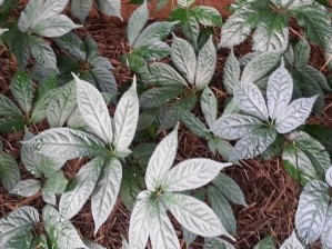 Lá Cành mang hoa Hoa Củ Tam thất tươi Củ Tam thất đã sơ chế Tiêu bản cây Tam 1