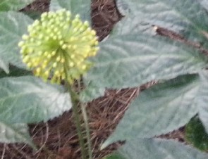 Lá Cành mang hoa Hoa Củ Tam thất tươi Củ Tam thất đã sơ chế Tiêu bản cây Tam 2