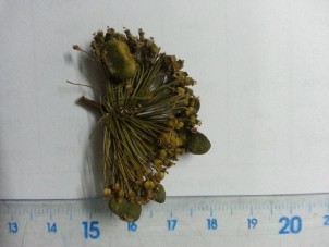 Hoa Củ Tam thất tươi Củ Tam thất đã sơ chế Tiêu bản cây Tam thất Hình 1 1 3