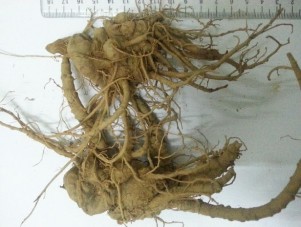 Hoa Củ Tam thất tươi Củ Tam thất đã sơ chế Tiêu bản cây Tam thất Hình 1 1 4