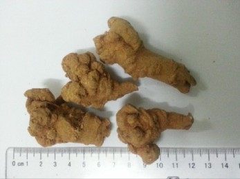 Củ Tam thất đã sơ chế Tiêu bản cây Tam thất Hình 1 1 Một số hình ảnh về 5