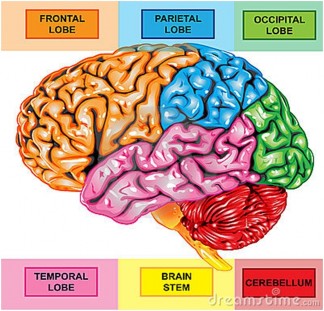 Hình 1 1 Hệ thống định khu trên não 36 Frontal lobe Thùy trán Parietal lobe Thùy 1