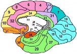 3 4 Hình 1 2 Sơ đồ các diện của bán cầu đại não theo Brodman 36 1 Mặt ngoài 4