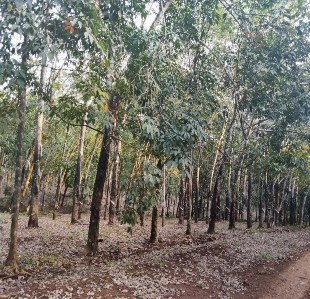 Hình 7 Đập thủy điện Đại Ninh Hình 8 Cao su trồng ở Bình Phước 8