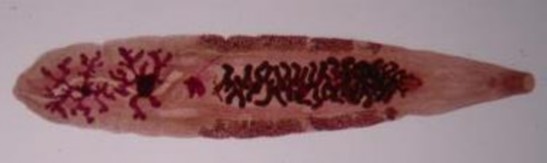 Hình 3 1 C sinensis trưởng thành thu thập từ bệnh nhân là đối tượng nghiên 1