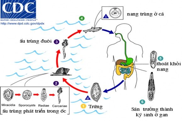 Hình 1 1 Chu kỳ phát triển của sán lá gan nhỏ nguồn CDC 1 2 3 Xác định thành 1