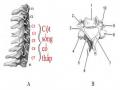 A: Hình Cột Sống Cổ Thấp Hình 1.1- B: Đốt Sống Cổ Thấp Hình 1.1-B: 1-Thân Đốt, 2- Lỗ Ngang, 3- Cuống Cung, 4- Mỏm Ngang, 5- Bản Sống,