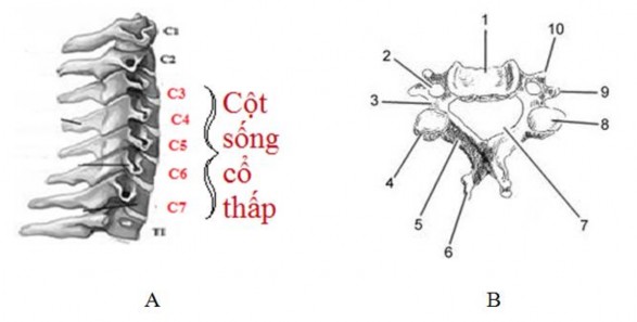 Hình 1 1 A Hình cột sống cổ thấp Hình 1 1 B Đốt sống cổ thấp Hình 1 1 B 1 1