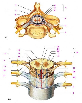 Hình1 5 Tủy và màng tủy 1 khoang ngoài màng cứng 2 khoang dưới màng cứng 3 khoang 10