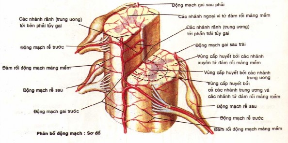 Hình 1 6 Mạch máu nuôi rễ và tủy sống cổ Nguồn Nguyễn Quang Quyền 1997 Atlas 12