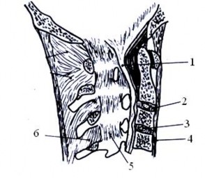 Hình 1 3 Đĩa đệm và các dây chằng CSC 1 Màng mái lá trước của d c dọc sau 2 5