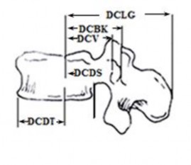 Hình 1 4 Tay đòn của các dây chằng từ Biểu đồ 1 1 Độ dài tay đòn inches nơi 6