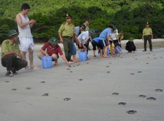 Hình 2 4 Thả rùa vích về biển Sưu tầm 2 1 4 Đánh giá thực trạng ngành du lịch 4