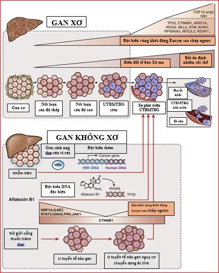 Hình 1 1 Cơ chế phân tử chuyển dạng ác tính của UTBMTBG 11 Cơ chế bệnh sinh 1