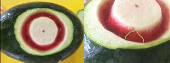 Tỉa 2 lớp cánh hoa nhọn quanh nhụy Sản phẩm hoa thược dược trên dưa hấu 9