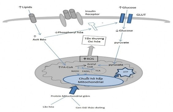Hình 1 3 Ảnh hưởng của đái tháo đường lên ty thể Theo Jonh E 2014 JAMDA 15 Chú 1