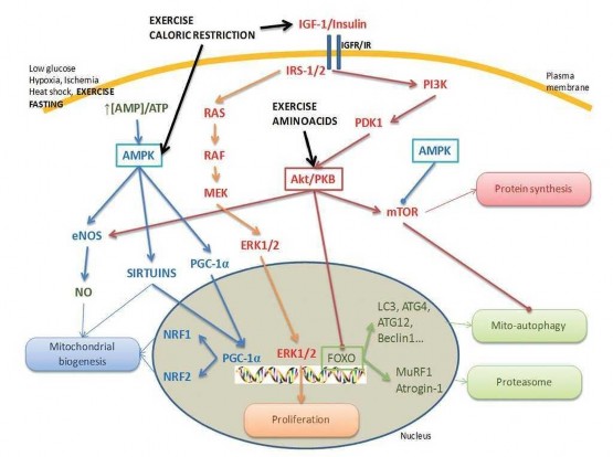Hình 1 5 Cơ chế phân tử của tập luyện đối với mất cơ 109 Chú thích Cơ chế 1