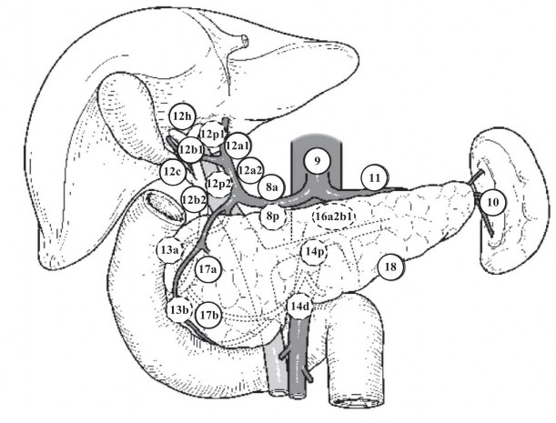 VỊ TRÍ CÁC NHÓM HẠCH Nguồn theo Miyazaki 2015 1 Nhóm hạch Định nghĩa 1 Nhóm hạch 1