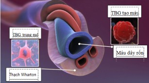 Hình 1 2 Tế bào gốc có trong máu dây rốn 1 1 2 Đặc điểm của tế bào gốc máu 2