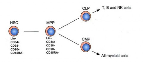 Hình 1 4 Kháng nguyên bề mặt của tế bào gốc tạo máu dây rốn Nguồn http 6