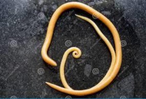 Hình 1 1 Giun đũa trưởng thành Hình 1 2 Trứng giun đũa Nguồn trích dẫn http cdc 1