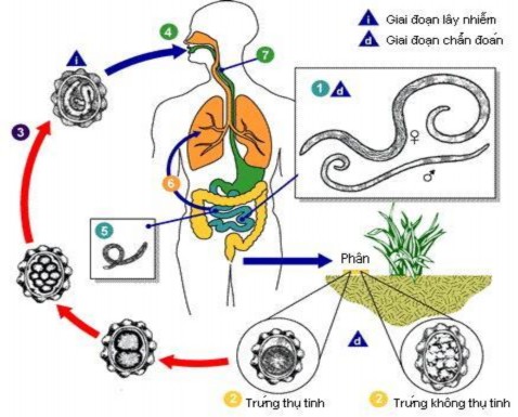 Hình 1 3 Chu kỳ của giun đũa Ascaris lumbricoides Nguồn trích dẫn http cdc gov 3