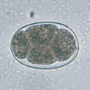 Hình 1 9 Trứng giun móc Nguồn trích dẫn http cdc gov parasites hookworm 14 Chu kỳ 7