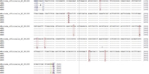 Hình 3 19 Kết quả gióng hàng trên trình tự ITS Tiến hành tính khoảng cách di 1