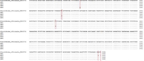 Hình 3 20 Kết quả gióng hàng trên trình tự matK Tiến hành tính khoảng cách di 2