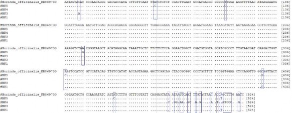 Hình 3 21 Kết quả gióng hàng trên trình tự rbcL Tiến hành tính khoảng cách di 3