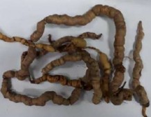 BK1 BK3 2 Vi phẫu BK4 BK5 Hình 1 Hình thái của dược liệu Ba kích Dùng lưỡi dao lam 3