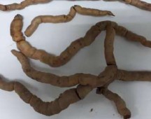 BK1 BK3 2 Vi phẫu BK4 BK5 Hình 1 Hình thái của dược liệu Ba kích Dùng lưỡi dao lam 4