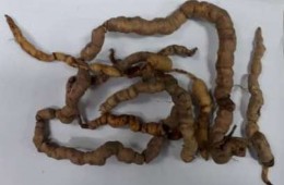 2 Vi phẫu BK4 BK5 Hình 1 Hình thái của dược liệu Ba kích Dùng lưỡi dao lam cắt 5