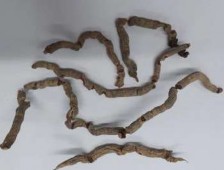 2 Vi phẫu BK4 BK5 Hình 1 Hình thái của dược liệu Ba kích Dùng lưỡi dao lam cắt 6