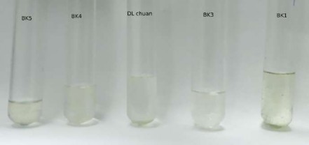 Hình 10 Lớp dung môi ether của 4 mẫu dược liệu Ba kích Hình 11 Lớp dung môi 1