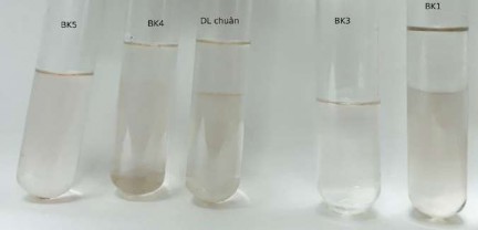 Hình 11 Lớp dung môi amoniac của 4 mẫu dược liệu Ba kích Các mẫu nghiên cứu 2
