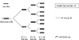 a Sơ đồ phản ứng chuỗi polymerase b Các chu kỳ của phản ứng chuỗi polymerase 1