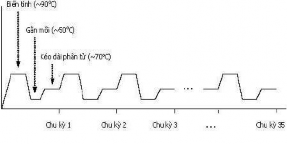 a Sơ đồ phản ứng chuỗi polymerase b Các chu kỳ của phản ứng chuỗi polymerase 2