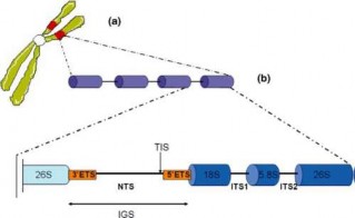 Hình 1 4 Vị trí các vùng ITS trên cụm đa gen 18S–5 8S–26S rRNA 70 Chiều dài tổng 3