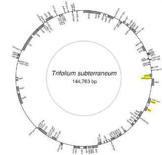 Hình 1 5 Vị trí các gen trên cpDNA của Trifolium subterraneum 88 Trình tự rbcL Gen rbcL 4