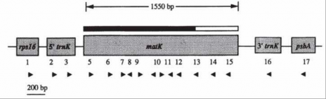 Hình 1 6 Vị trí tương đối của matK so với trnK trên cpDNA 75 Cho đến nay thì khi 5