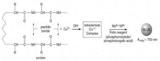 Hình 4 11 Phản ứng xảy ra trong phương pháp Lowry 1 14 4 2 Quy trình Quy trình sau 1
