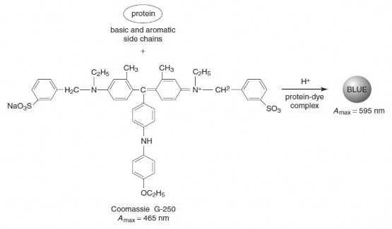 Hình 4 12 Phản ứng xảy ra trong phương pháp Bradford 1 14 5 2 Quy trình Hòa tan 2