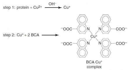 Hình 4 13 Phản ứng xảy ra trong phương pháp BCA 1 14 6 2 Quy trình Hòa cuǹ g 3