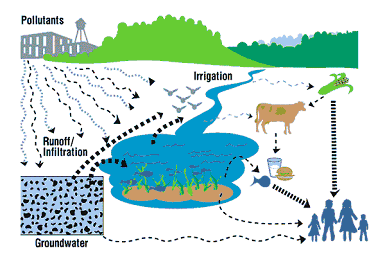Hình 1 Sự lan truyền các chất ô nhiễm vào chuỗi thức ăn qua nguồn nước bị 12