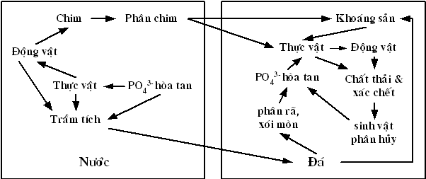 Hình 3 Chu trình tuần hoàn Phospho Hiện nay phospho là khâu yếu nhất trong mạng 26