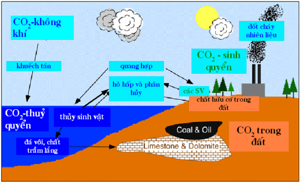 Hình 2 Chu trình tuần hoàn cacbon Một số tác động của con người làm tăng 9